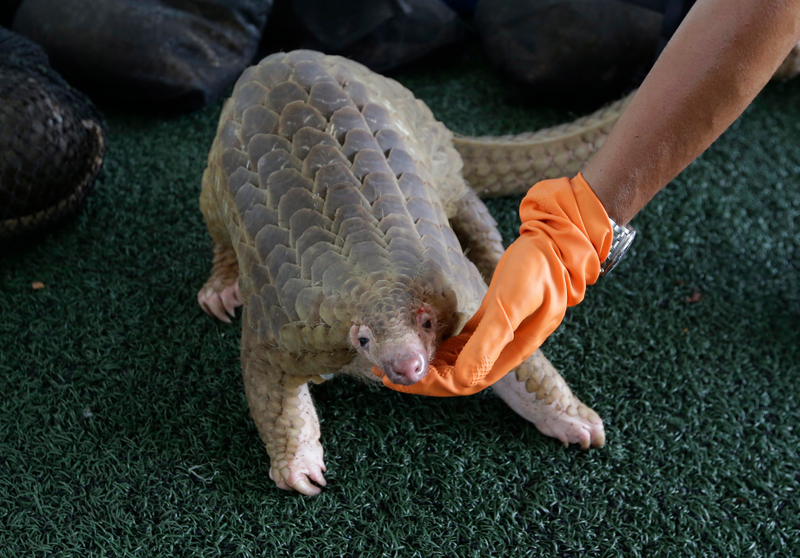 A customs official displays one of the 136 illegal pangolins seized, during a press conference at the Customs Department headquarters in Bangkok, Thailand, in 2017.